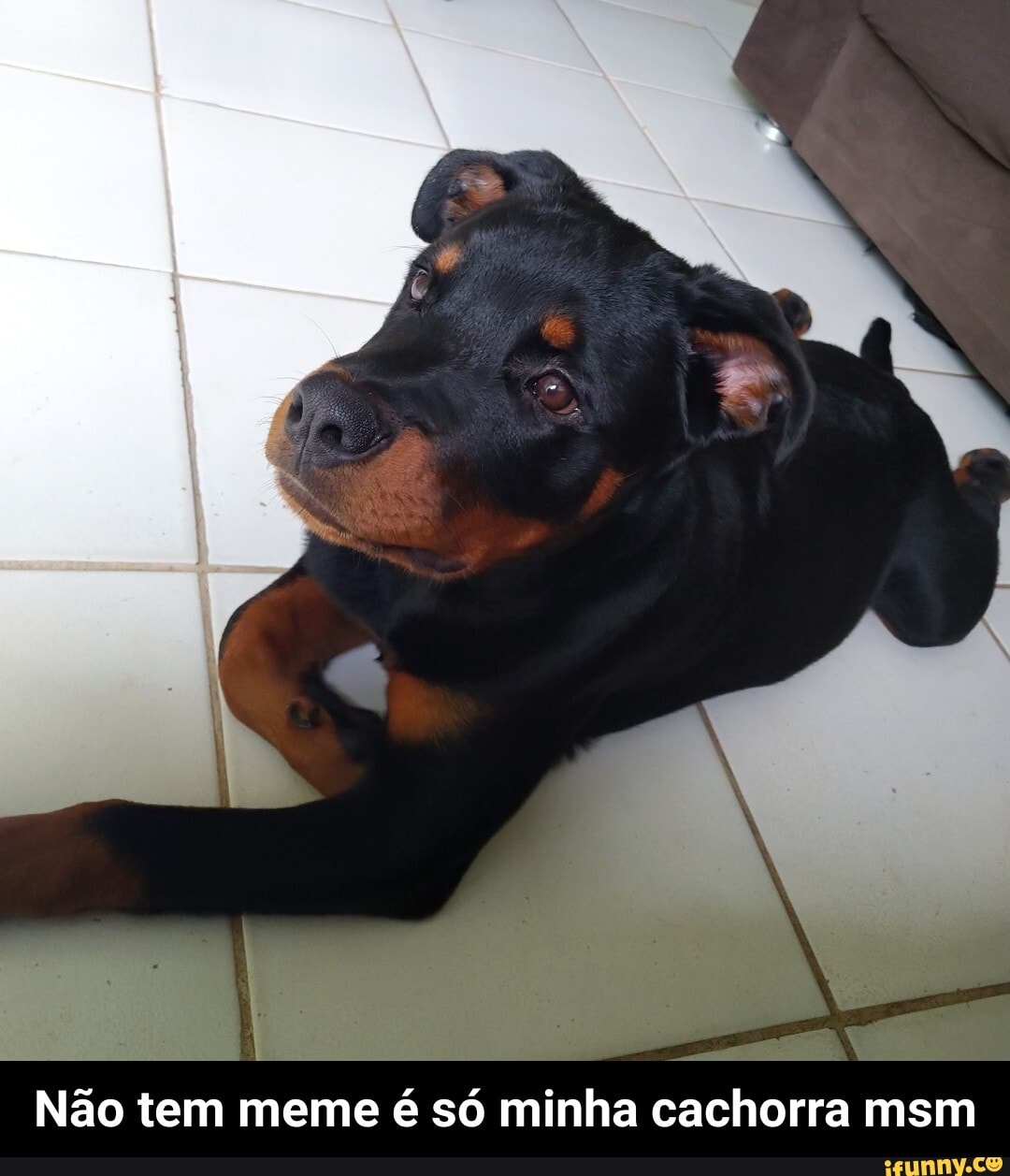 Não tem meme é só minha cachorra msm - Não tem meme é só minha cachorra msm