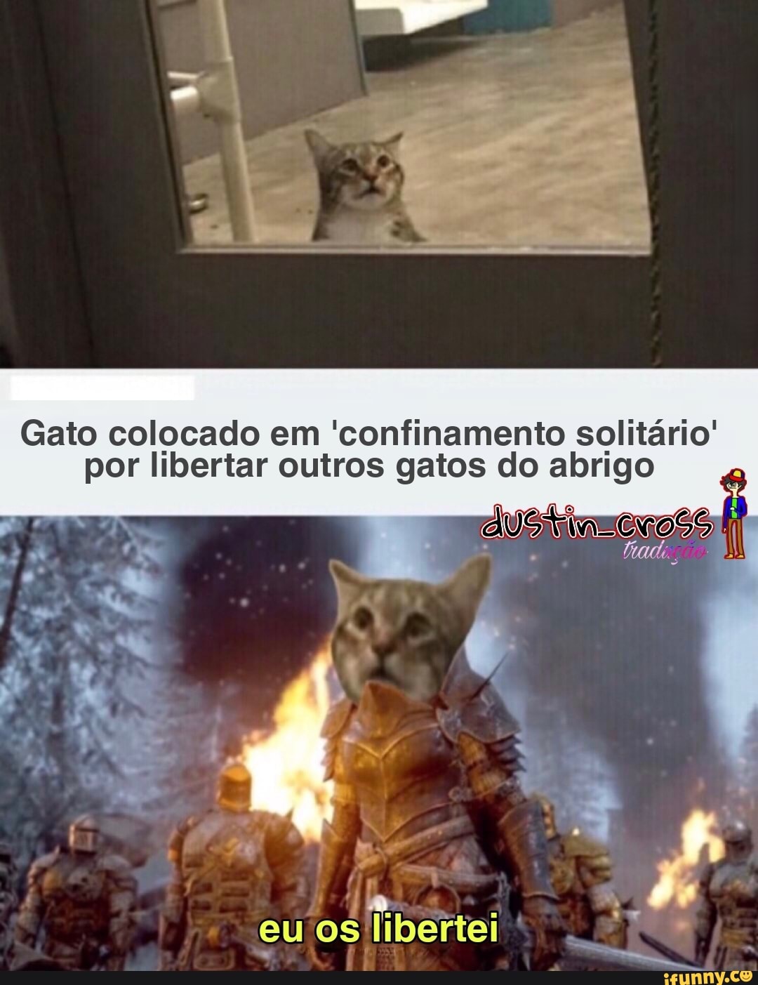 Gato colocado em 'confinamento solitário'
por libertar outros gatos do abrigo
eu os ibertei