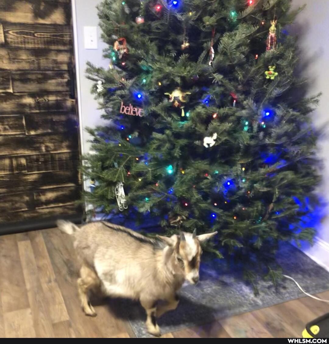 goats, baby_animals