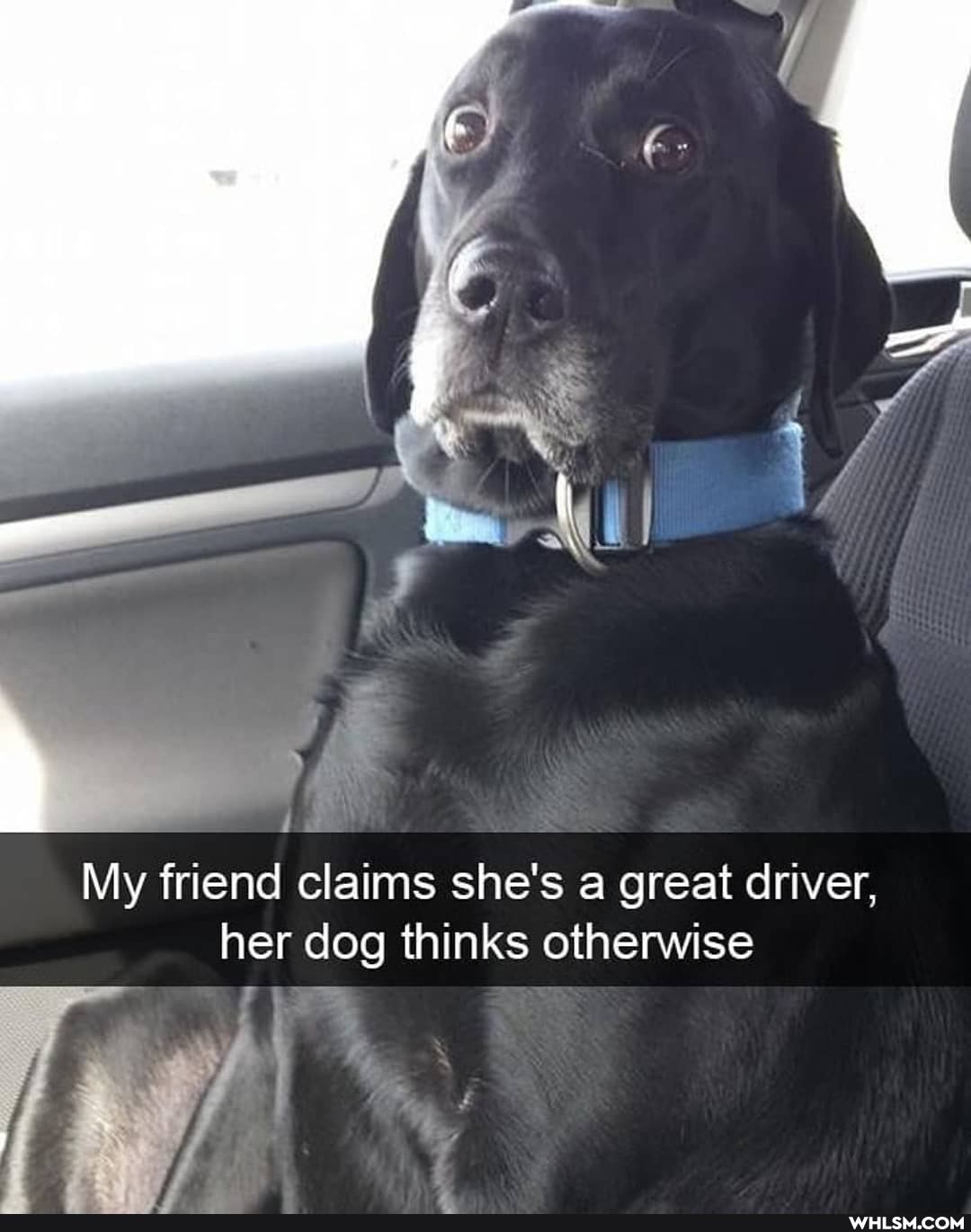 rS vi
My friend claims she's a great driver, her dog thinks otherwise