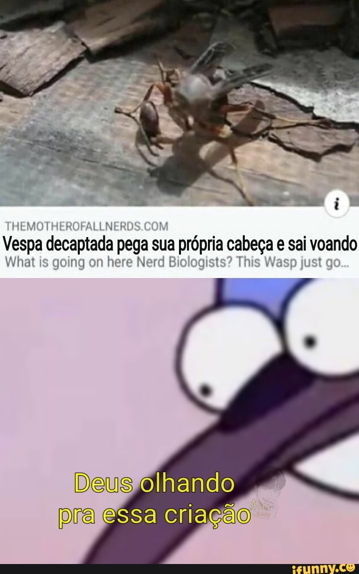 THEMOTRERORALLNERDS,COM
Vespa decaptada paga sua própria cabeça e sai voando
What is going on here Nerd Blologists? This asp just go.
Deus lhando pra essa criação