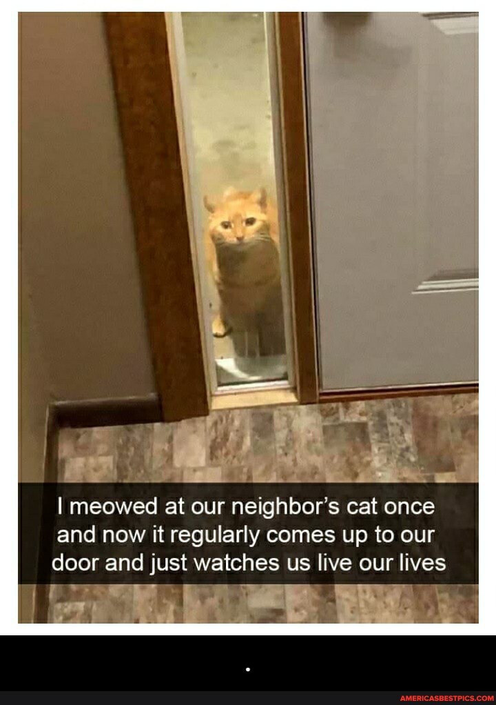 I meowed at our neighbor's cat once and now it regularly comes up to our door and just watches us live our lives - .