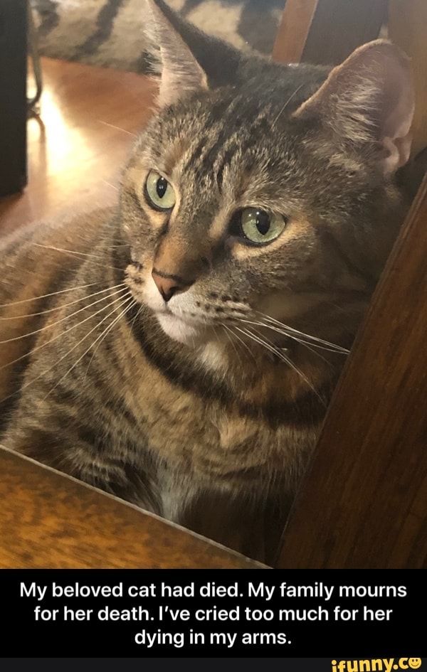 My beloved cat had died. My family mourns for her death. I've cried too much for her dying in my arms. - My beloved cat had died. My family mourns for her death. I’ve cried too much for her dying in my arms.