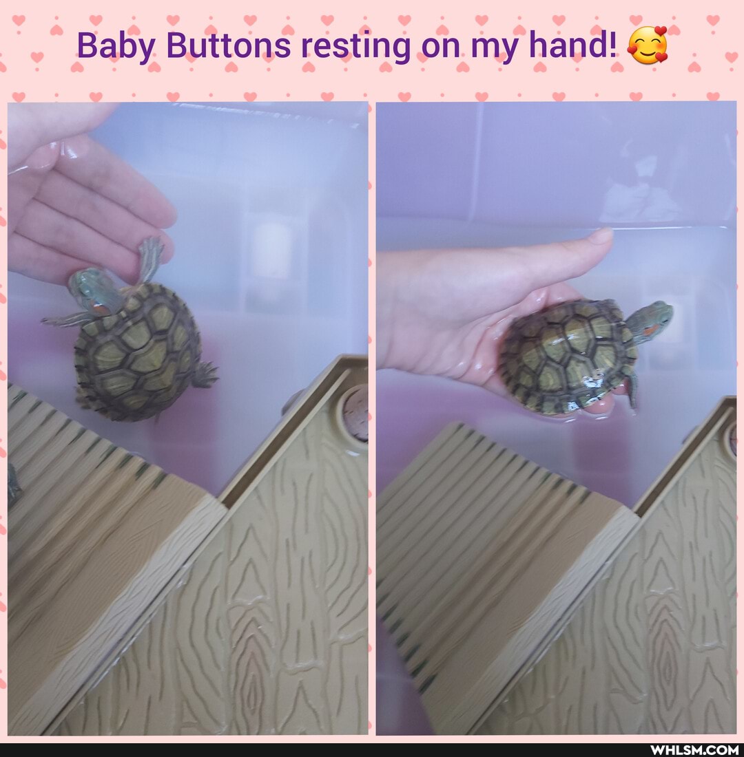 turtle, cute_animal, baby_animals