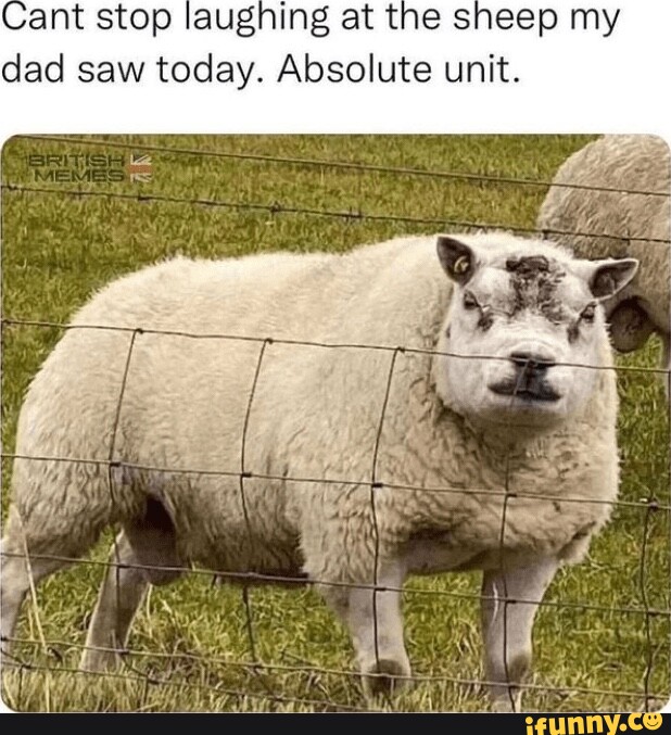 Ant stop laughing at the sheep my dad saw today. Absolute unit. - iFunny