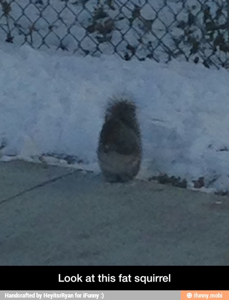 Look at this fat squirrel - Look at this fat squirrel
