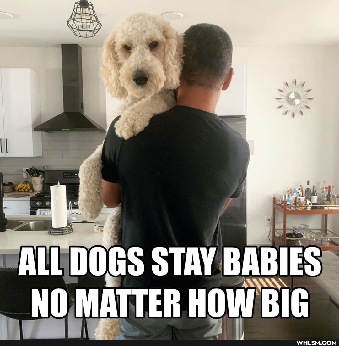 ALL DOGS STAY BABIES NO MATTER HOW BIG