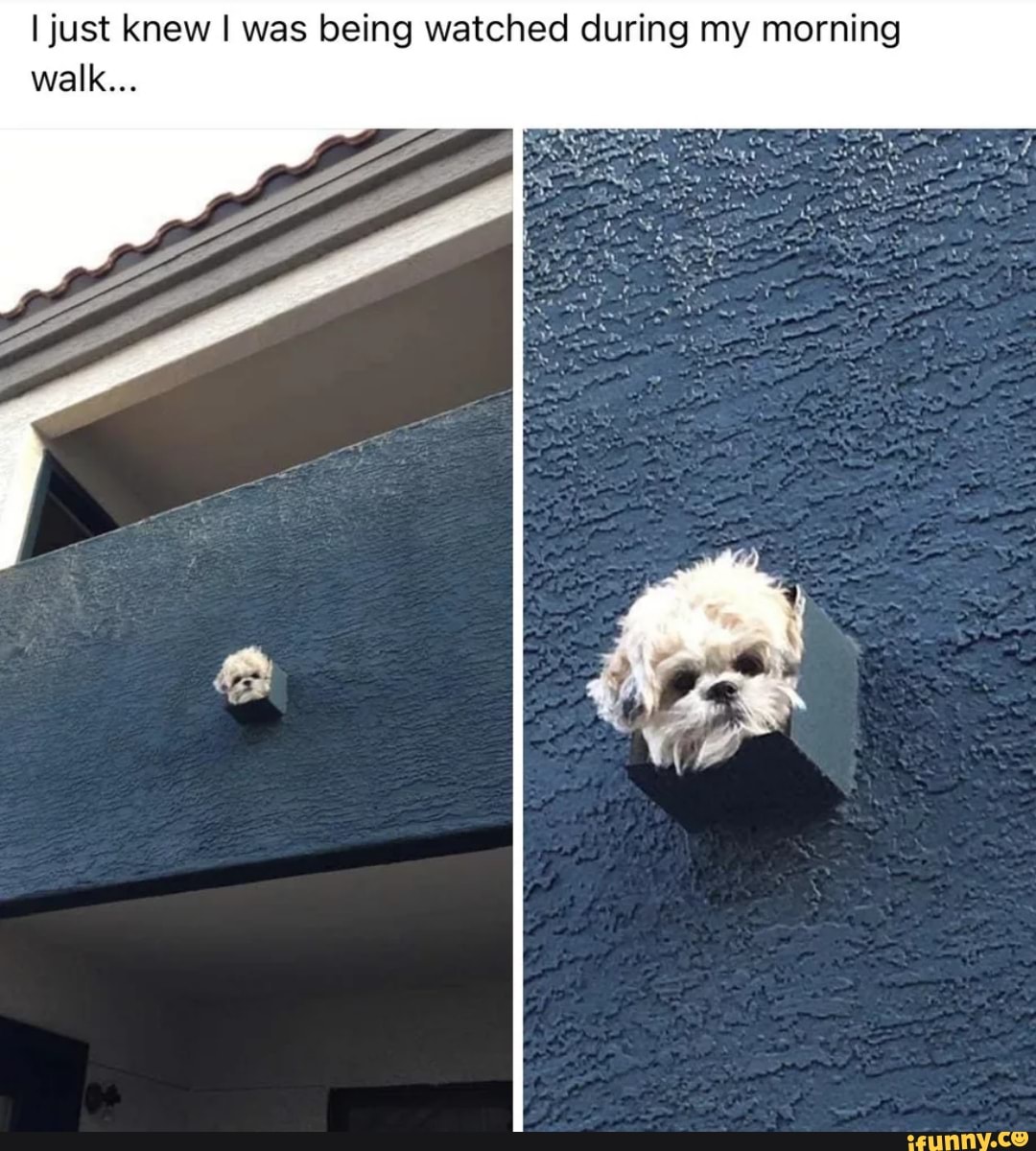 I just knew I was being watched during my morning walk...