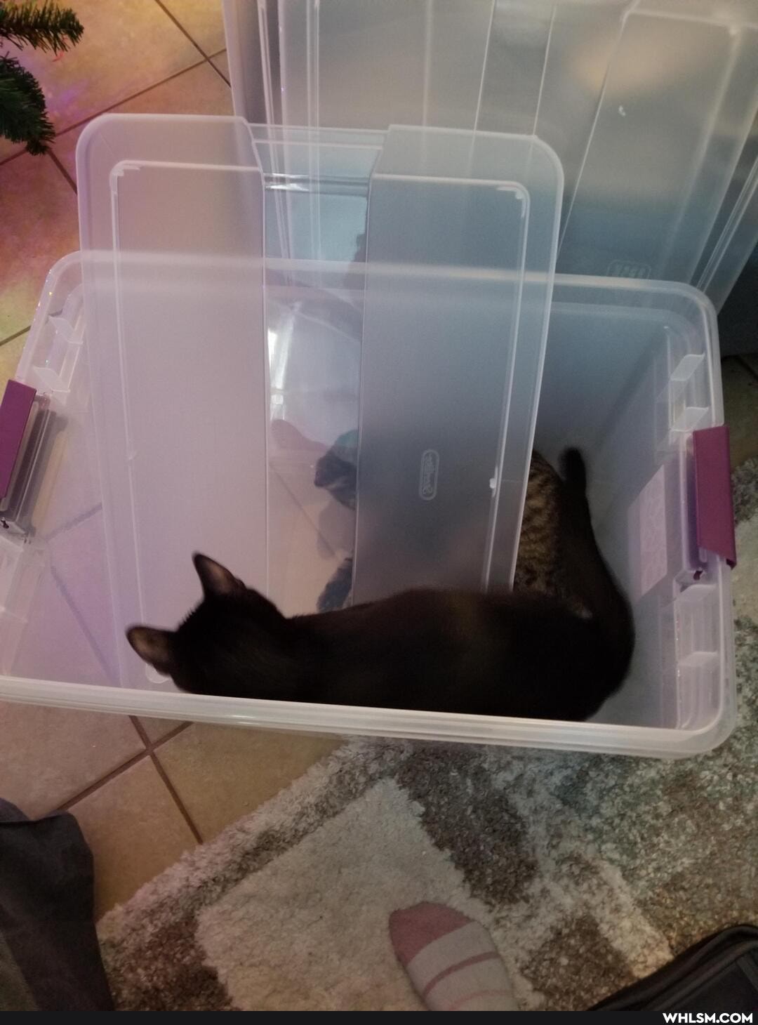 cat, aww, kitten