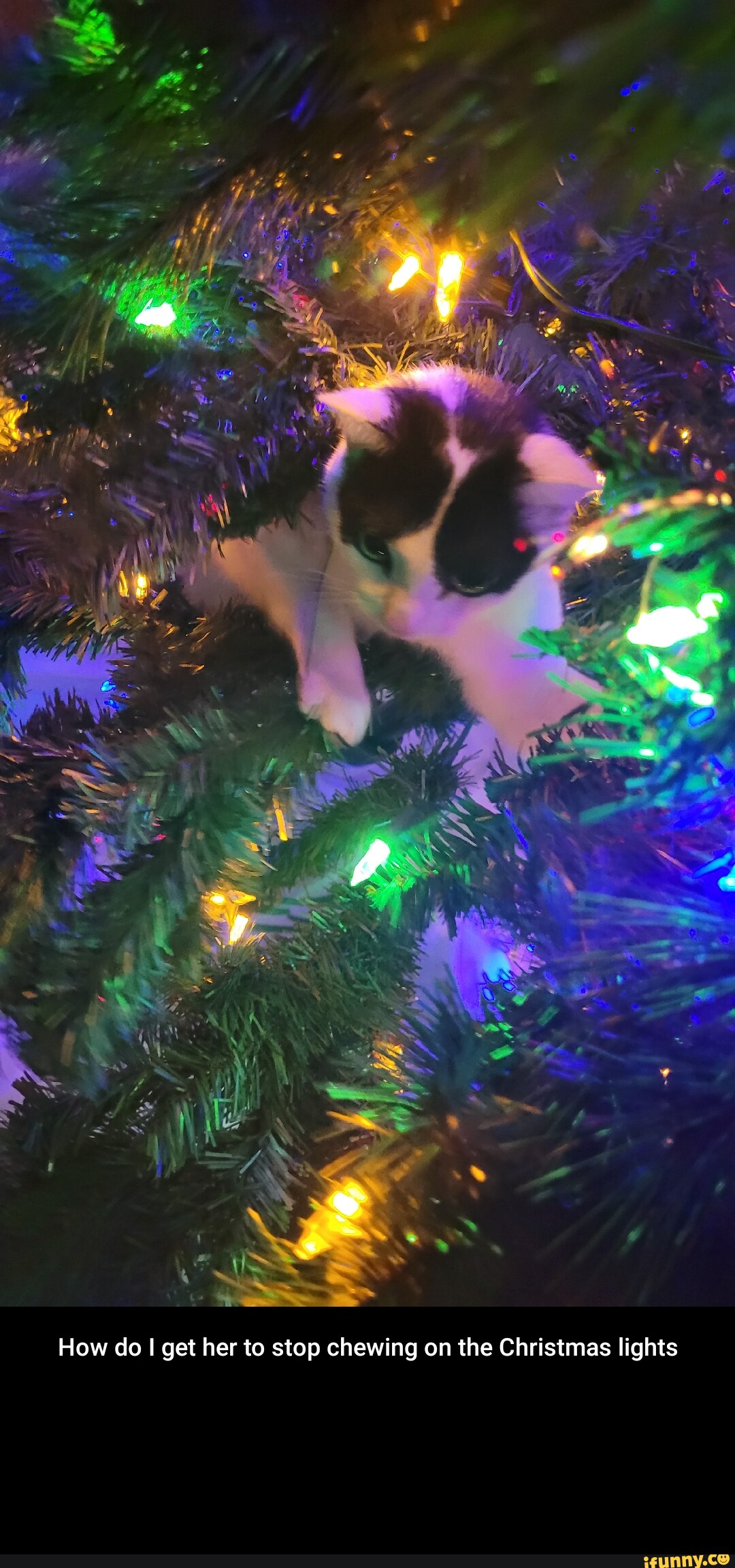 How do I get her to stop chewing on the Christmas lights iFunny
