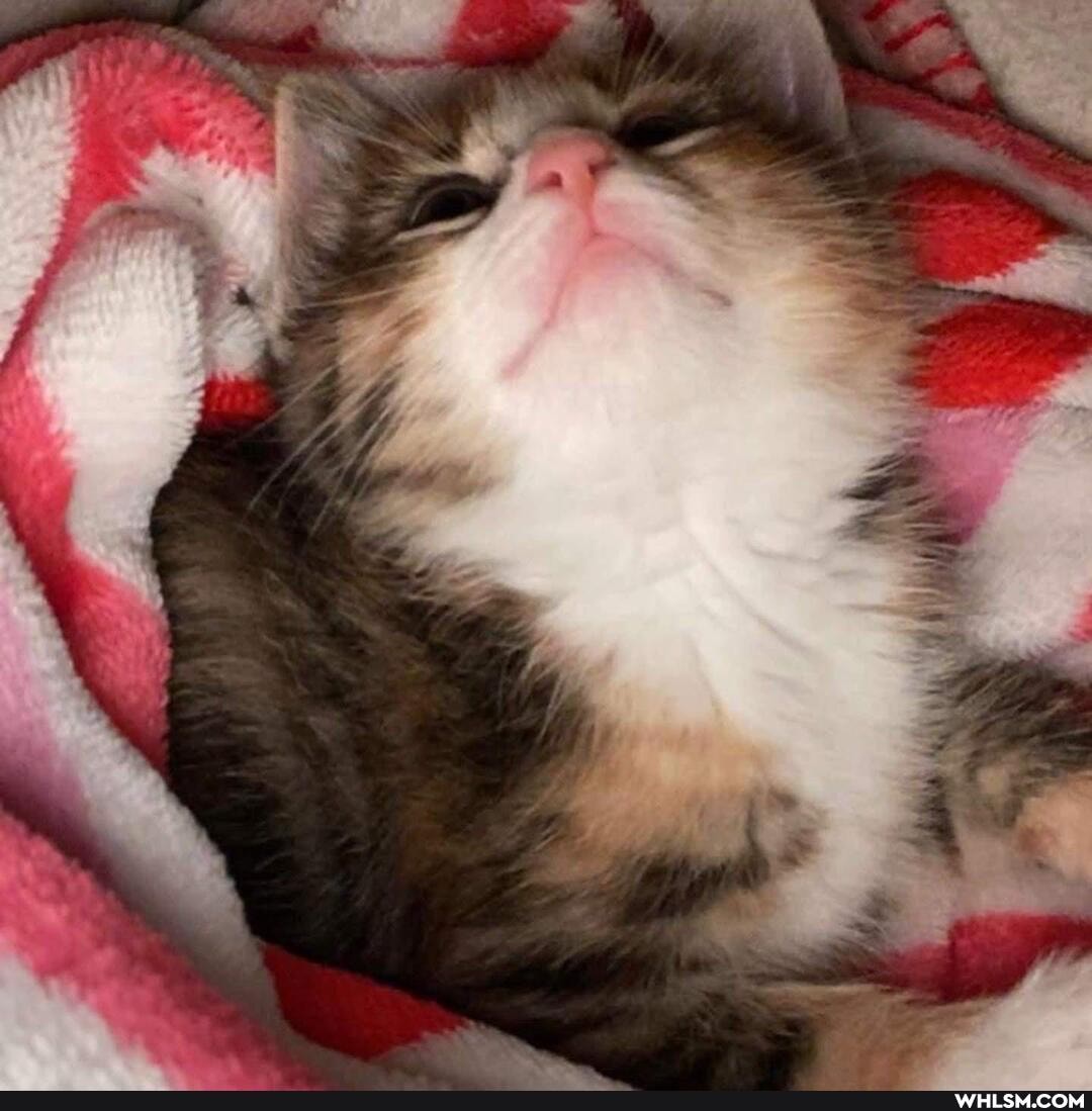kitten, cat, fluffy, baby_animals