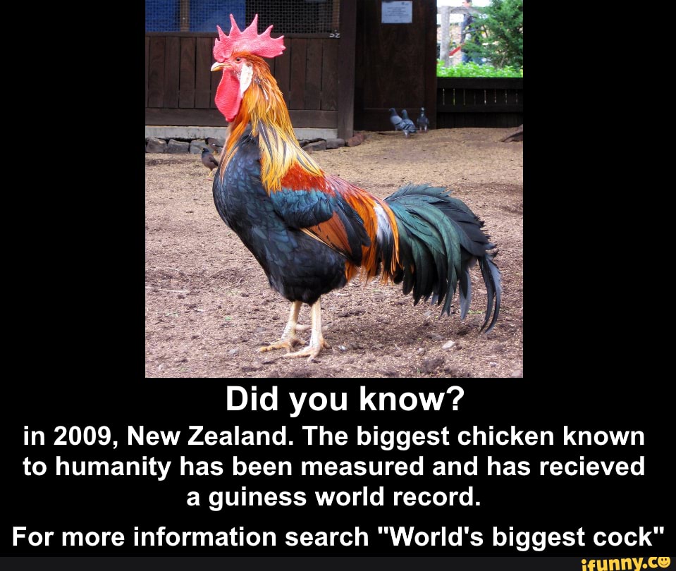 Did you know?
in 2009, New Zealand. The biggest chicken known
to humanity has been measured and has recieved
a guiness world record.
For more information search "World's biggest cock"