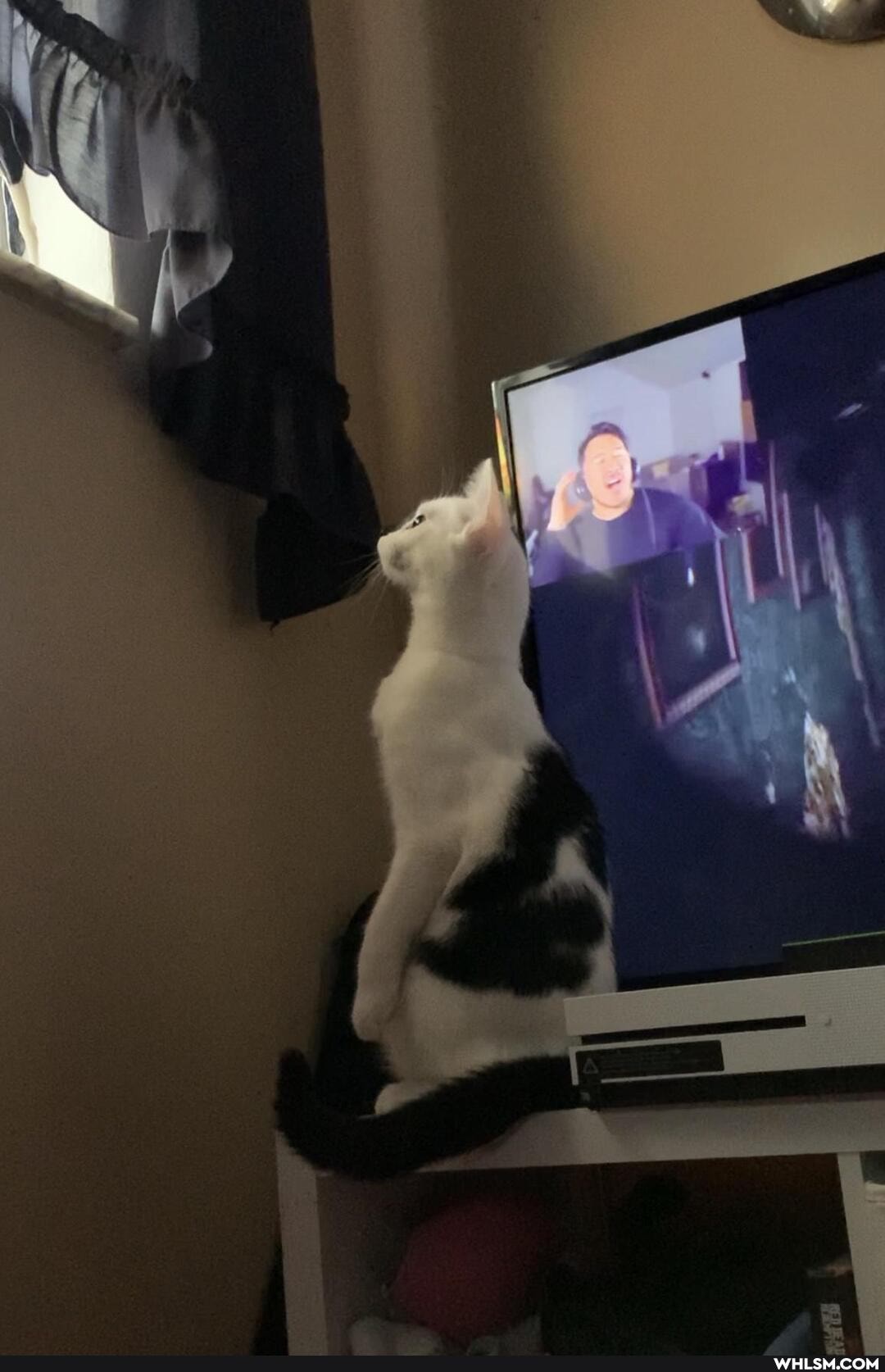 kitten, cat, mildly_interesting