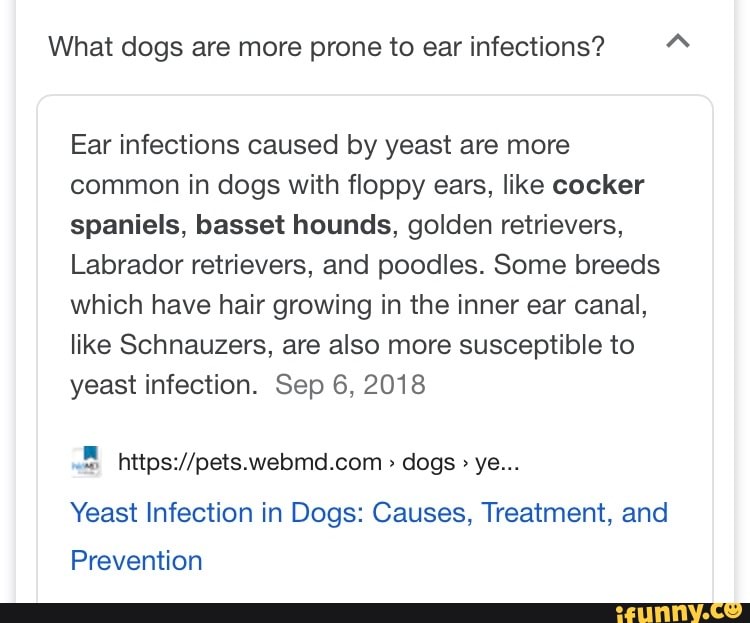 What dogs are more prone to ear infections? A Ear infections caused by