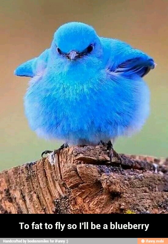 To fat to fly so I'll be a blueberry