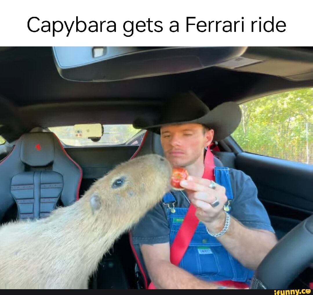 Capybara gets a Ferrari ride on - iFunny