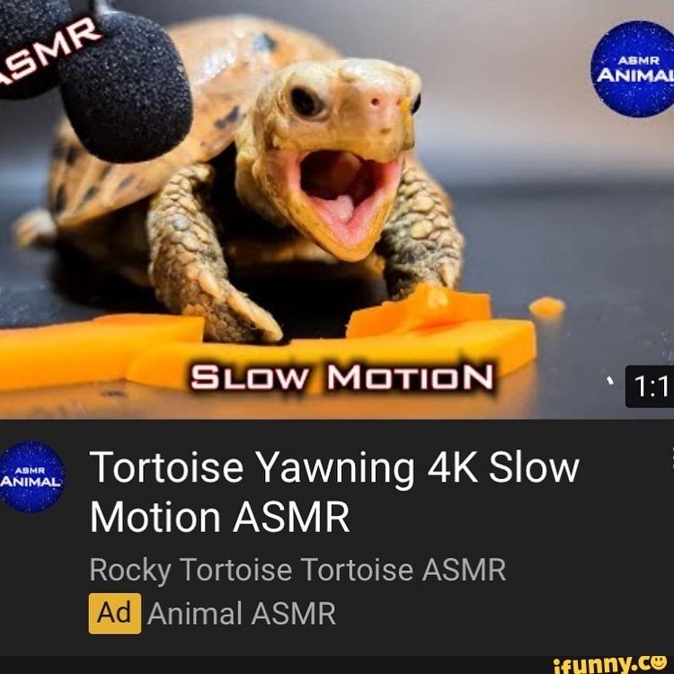 LOrtoise Yawning Slow
Motion ASMR
Rocky Tortoise Tortoise ASMR Animal ASMR