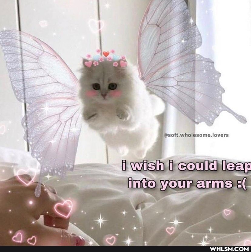 wish could leag