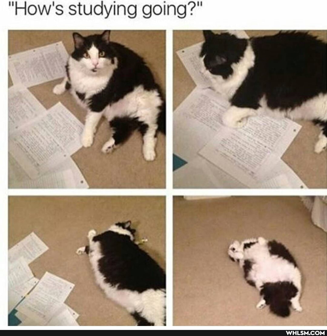 "How's studying going?"