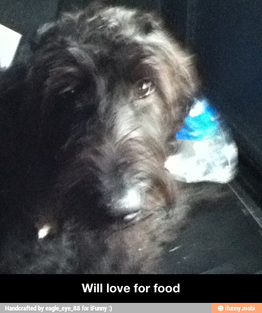 Will love for food - Will love for food