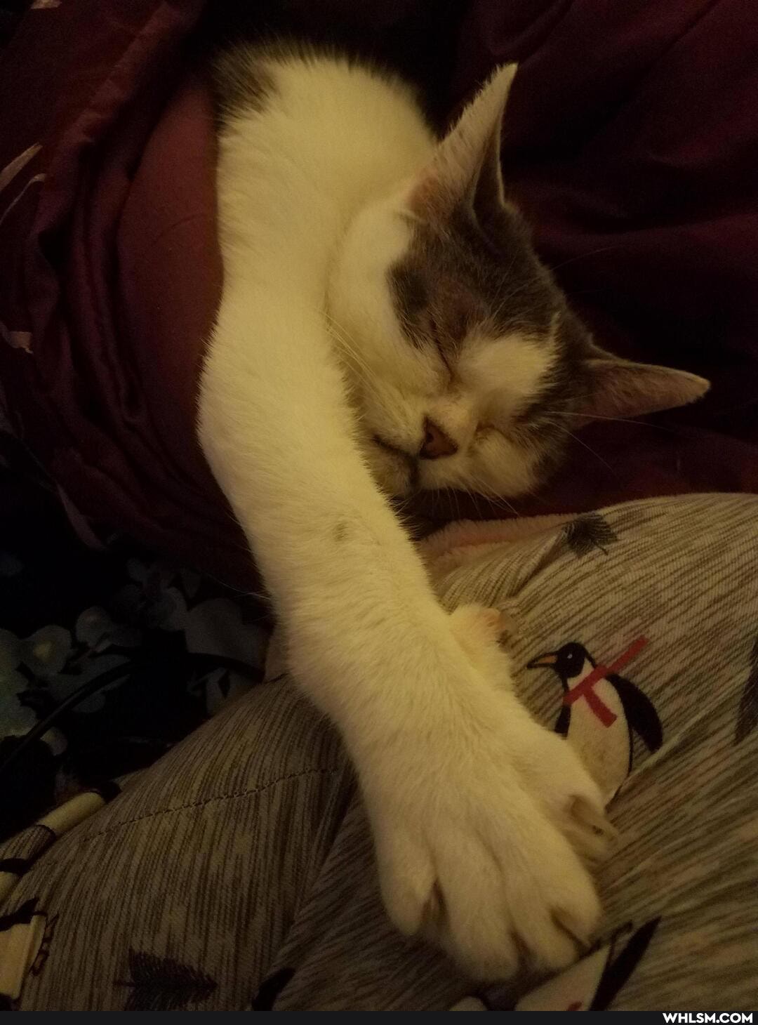 funny, aww, caturday