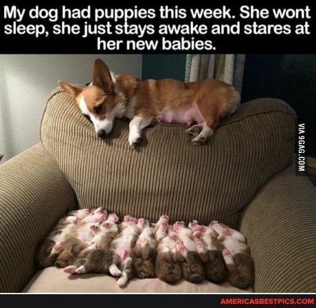 My dog had puppies this week. She wont sleep, she just stays awake and stares at her new babies.