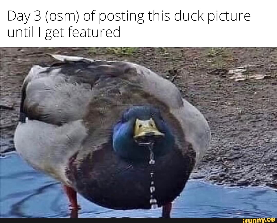 Day 3 (osm) of posting this duck picture until I get featured - iFunny ...