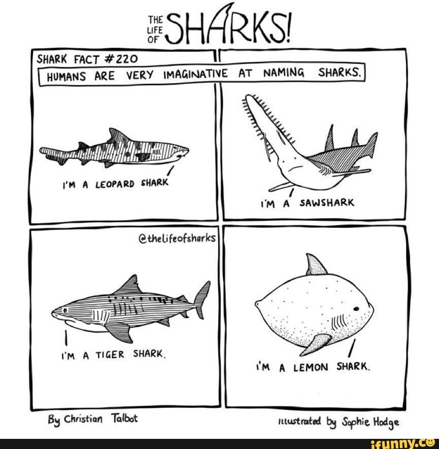 THE SHARK FACT #220 HUMANS ARE VERY IMAGINATIVE AT NAMING SHARKS. I'M A ...