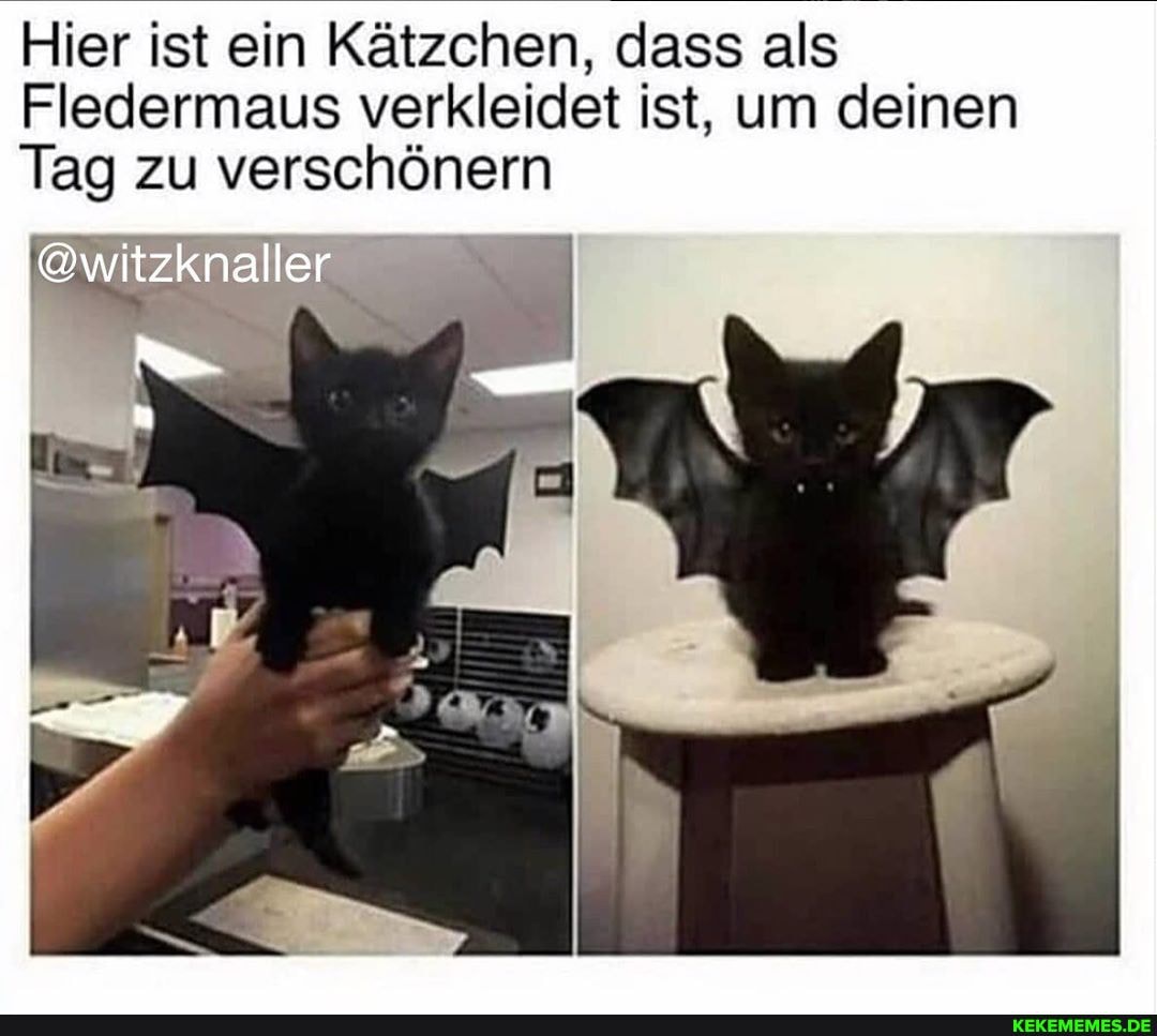 Hier ist ein Kätzchen, dass als
Fledermaus verkleidet ist, um deinen
Tag zu verschönern