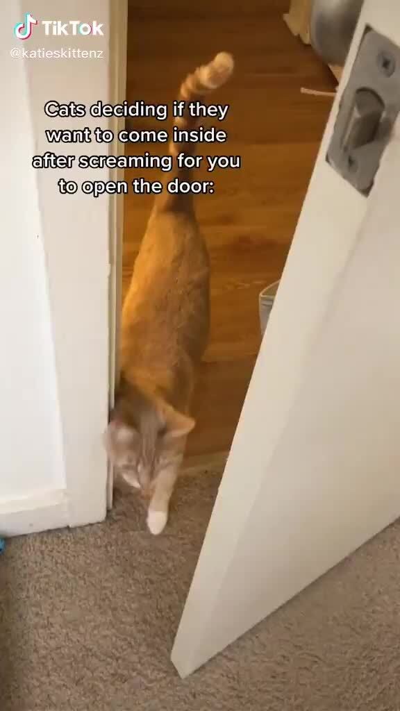 open up that door tik tok cat
