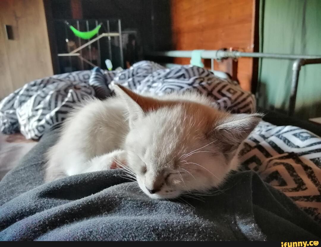 new, family, reddit, sushi