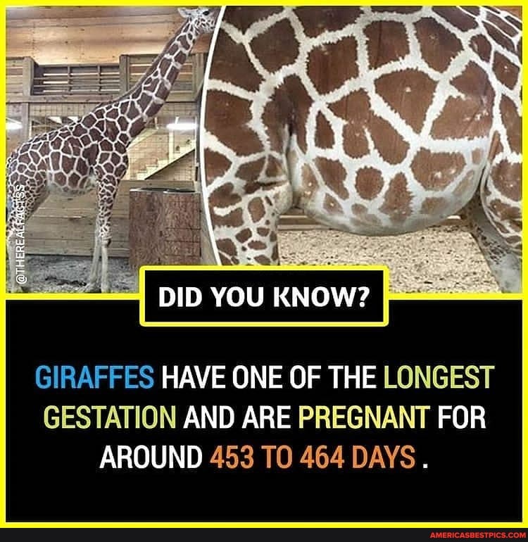GIRAFFES HAVE ONE OF THE LONGEST GESTATION AND ARE PREGNANT FOR AROUND