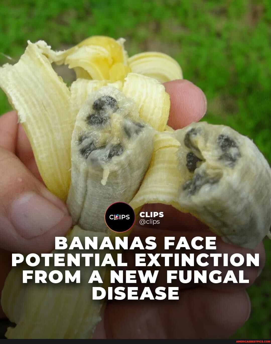 The Cavendish banana faces a grave threat from a fungal disease that