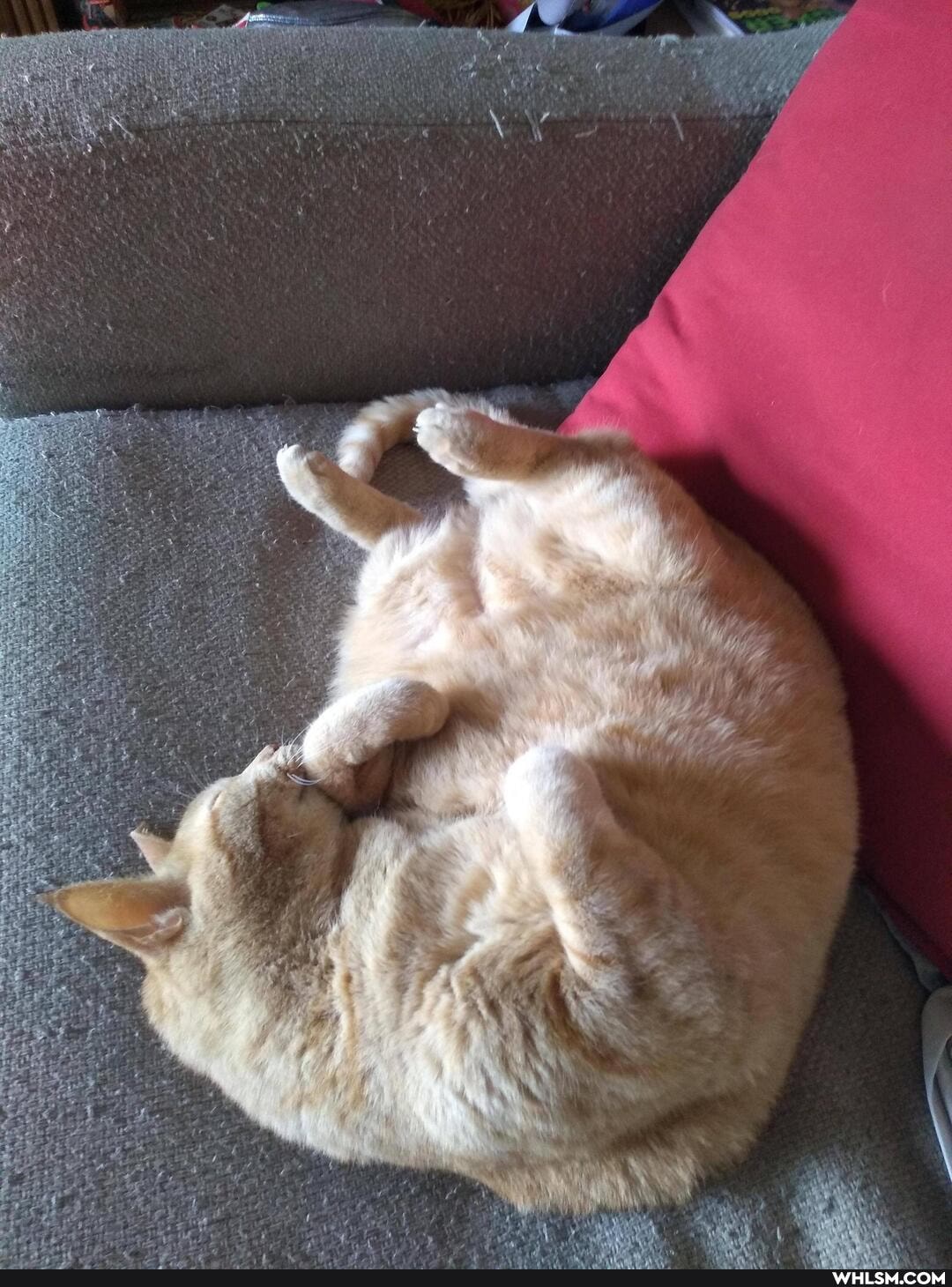 cat, orangecat, broughttoyoubycarlsjr, ralphiethegingerchicken