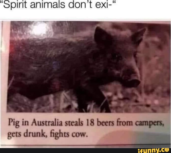 Pig in Australia steals 18 beers from campers, gets drunk, fights cow. - )