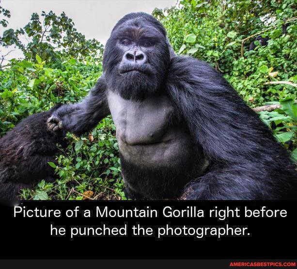 SS Picture of a Mountain Gorilla right before he punched the photographer.