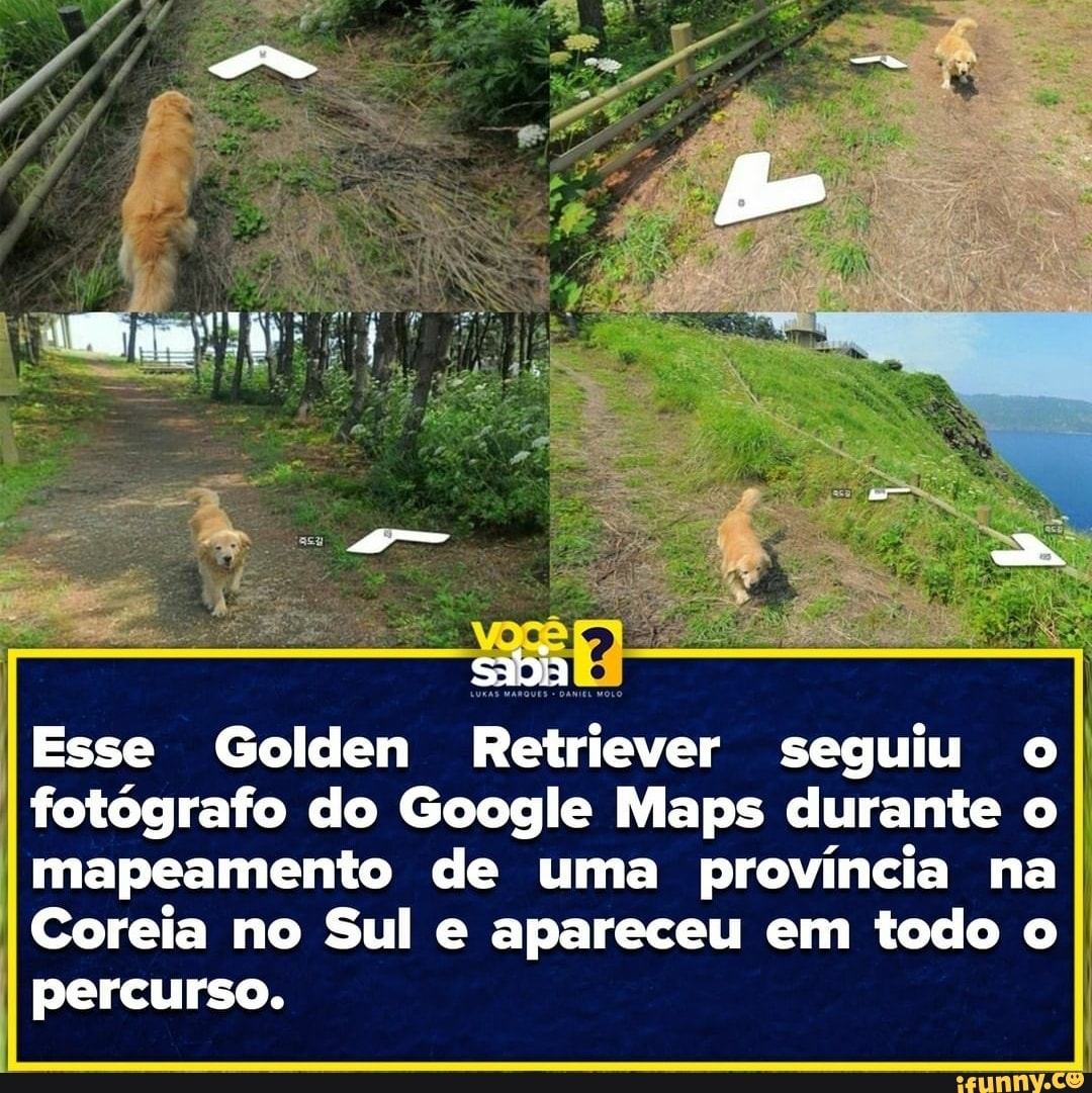 Pé
Esse Golden Retriever seguiu o
I fotógrafo do Google Maps durante o
I mapeamento de uma província na
I Coreia no Sul e apareceu em todo o percurso.