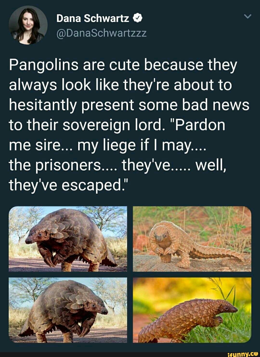 Pangolins are cute because they always look like they're about to