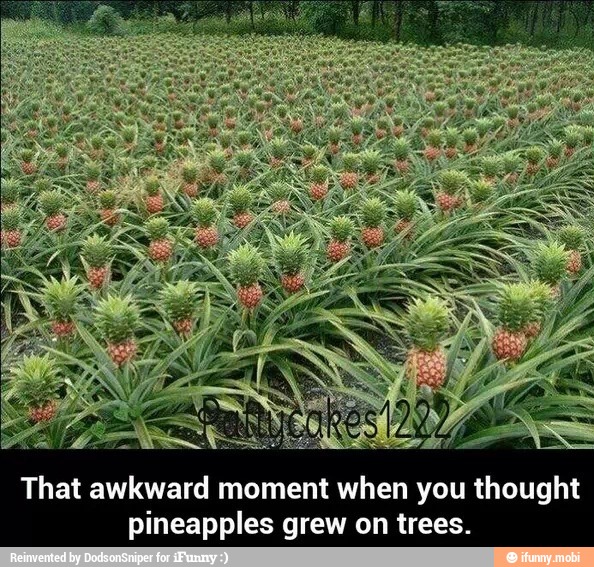 That awkward moment when you thought
pineapples grew on trees.