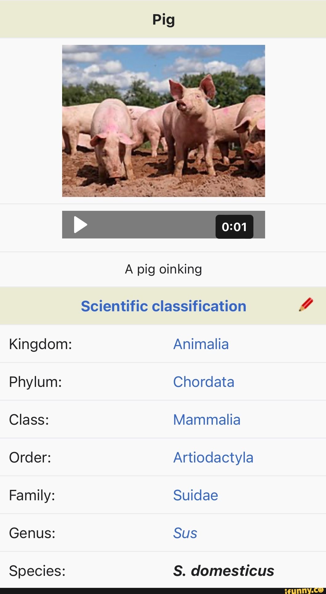 pig-pig-oinking-scientific-classification-kingdom-animalia-phylum