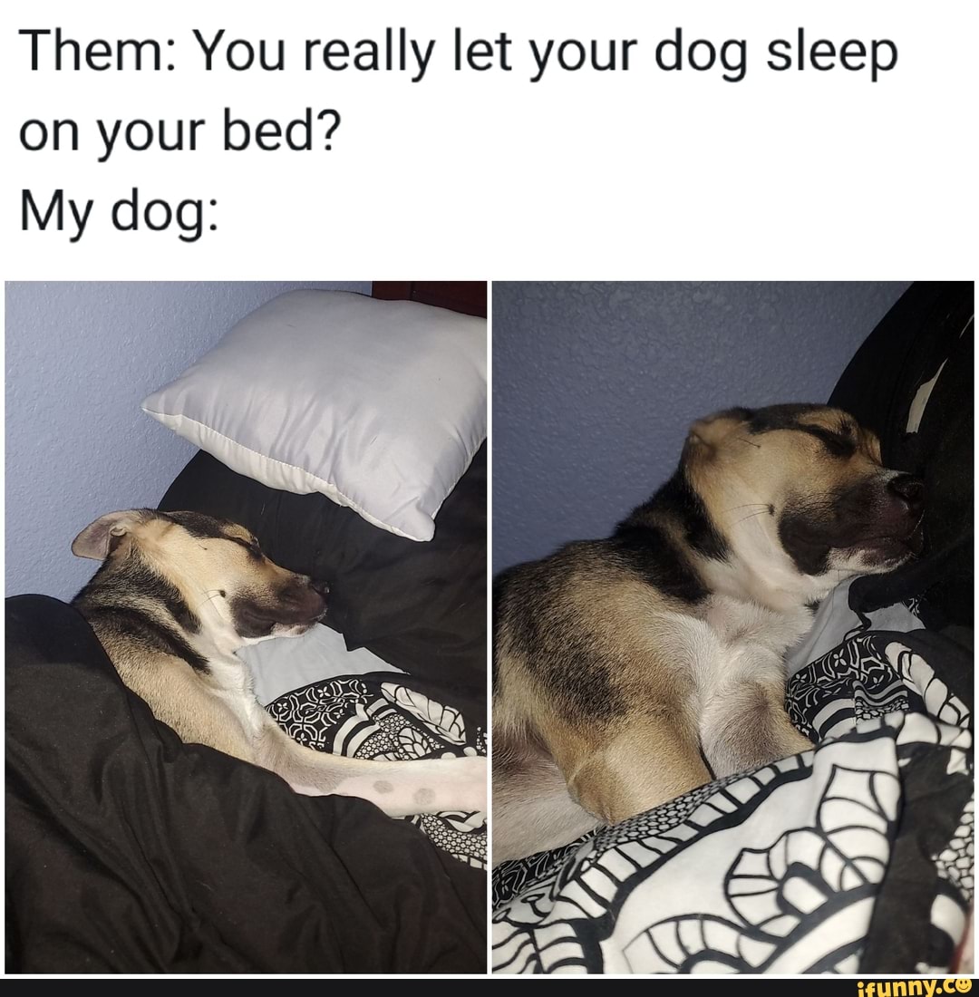 Should You Let Your Dog On Your Bed