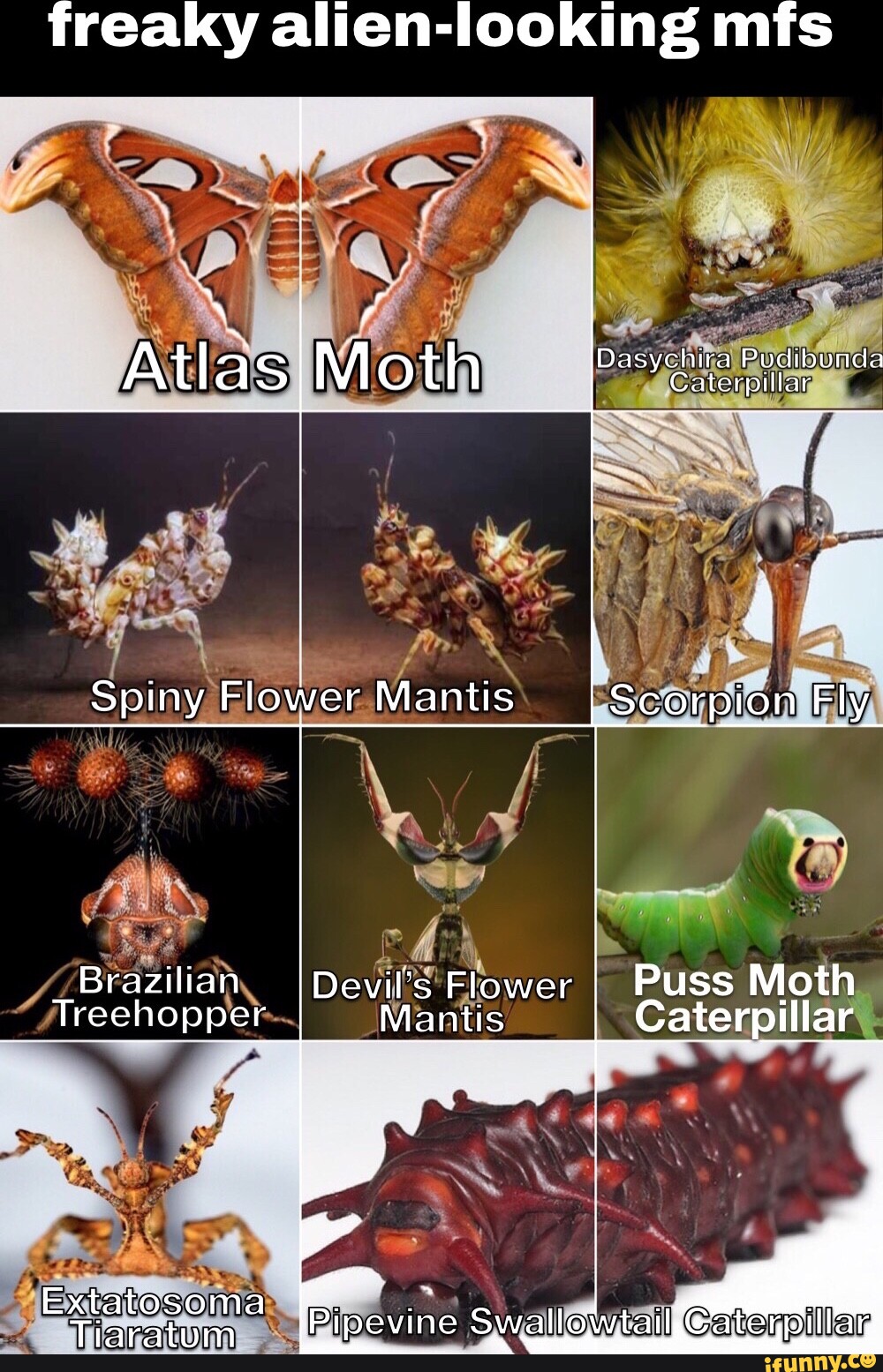 Freaky alien-looking ms Atlas Moth Spiny Flower Mantis Scorpion Fly ...