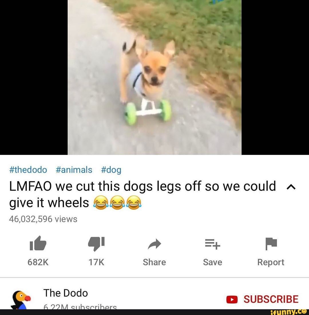 #thedodo #animals #dog
LMFAO we cut this dogs legs off sowe could
give it wheels
46,032,596 views
Save
SUBSCRIBE