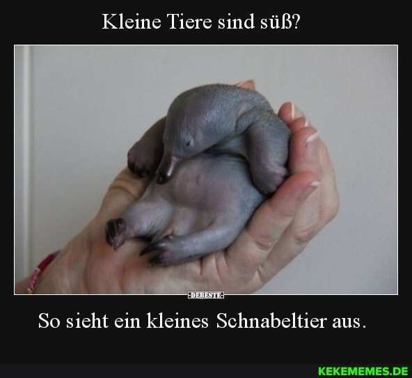 Kleine Tiere sind süß?
So sieht ein kleines Schnabeltier aus.