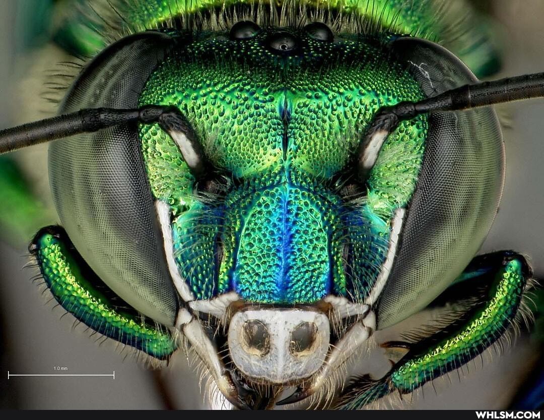 orchid_bees, awesome