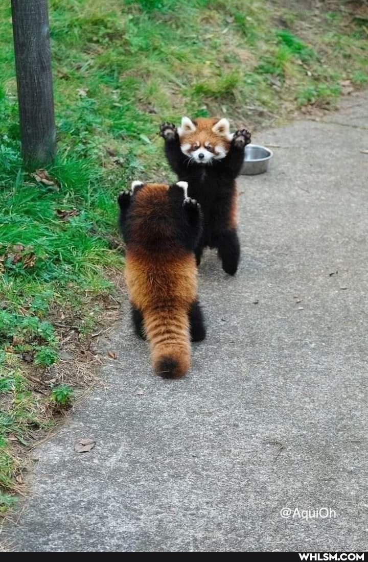 funny, kittens, sweet