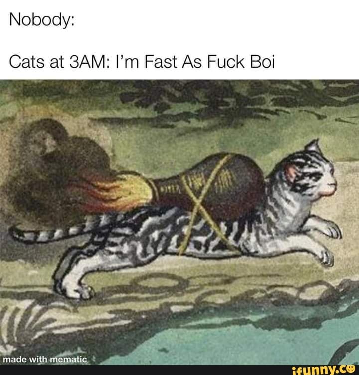 Nobody:
Cats at SAM: I'm Fast As Fuck Boi
made with miematic