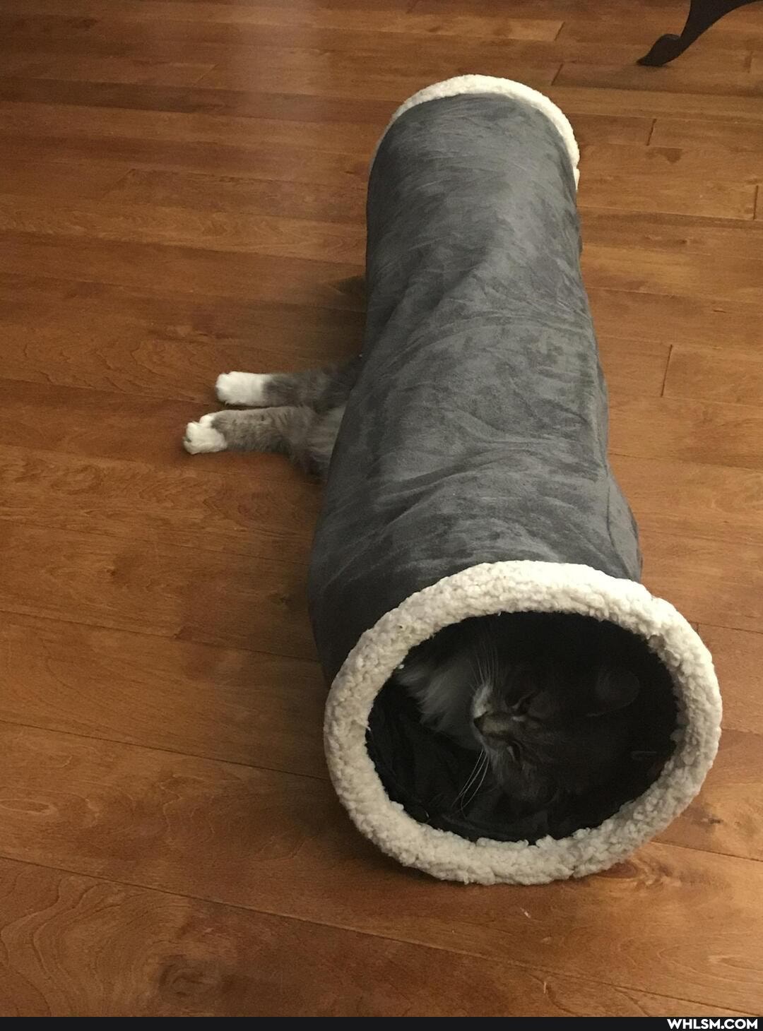 cat, funny, cats