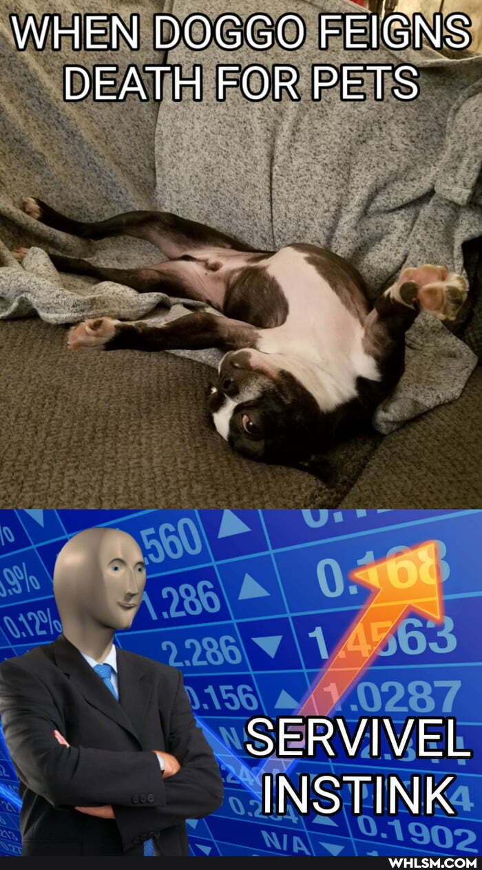 WHEN DOGGO FEIGNS DEATH FOR PETS
SERVIVEL INSTINK
