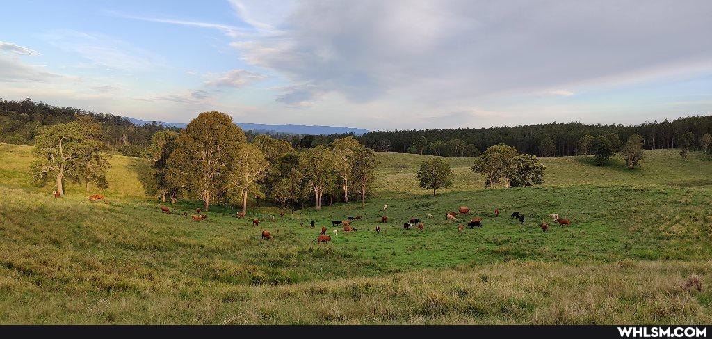 nature, wildlife, australian_wildlife, aussie